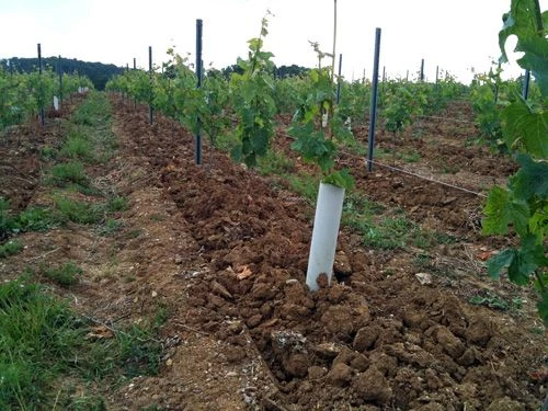 plantation-2-ans
