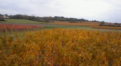 L'Or et le Sang