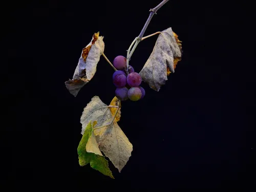 grappe-pre-fermeture