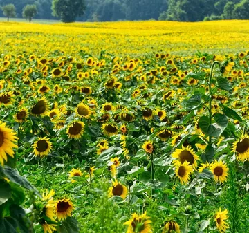 TERROIR-PLANT-2010-BLOG.jpg