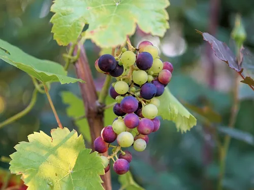 culture-vigne2.JPG