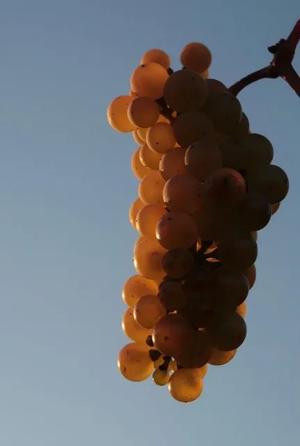 Vino Cuito