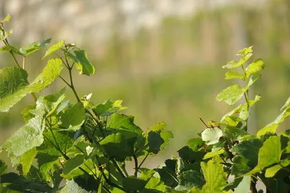FOSSE-PLANTATION-2010-BLOG.jpg