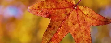 plant-greffe-copie.jpg
