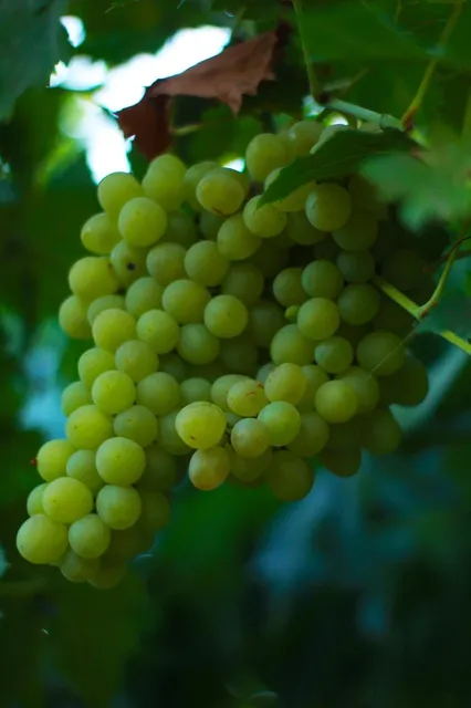 vendanges vendée vignes 2018 pissotte 