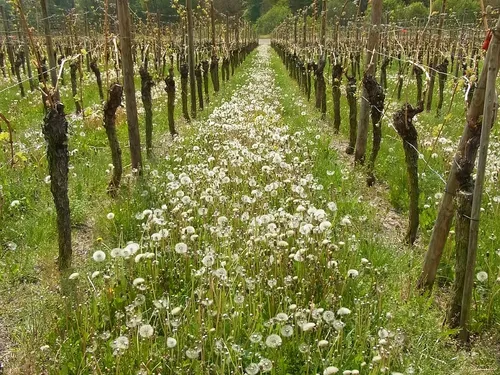 plantation-finie.jpg