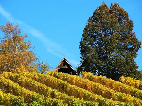 culture-vigne-1.JPG
