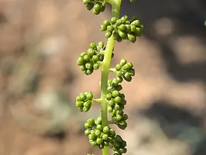 IMG-5638.JPG