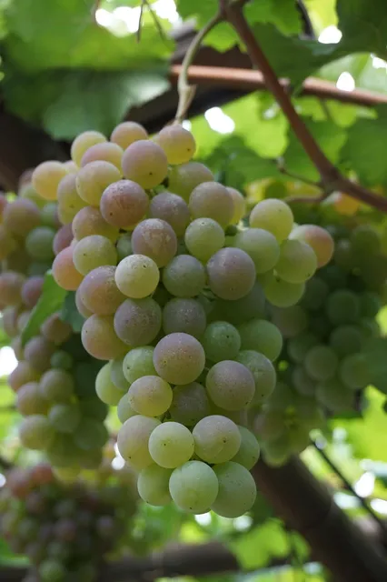 FICHES TECHNIQUES VINS