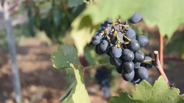 OUEST FRANCE VENDANGES 2019