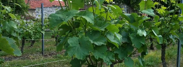le temps des cerises